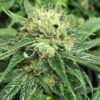 So Good CBD - Indoor – Bild 2