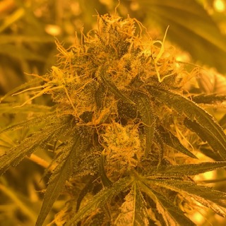 LEMON HAZE - Cannabis light Italia - Canapa e CBD online