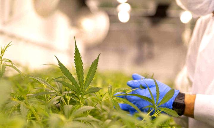 Cultivo legal de malezas de bajo costo