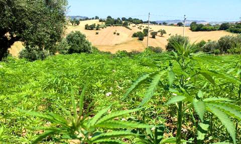 Canapa light blue campagna