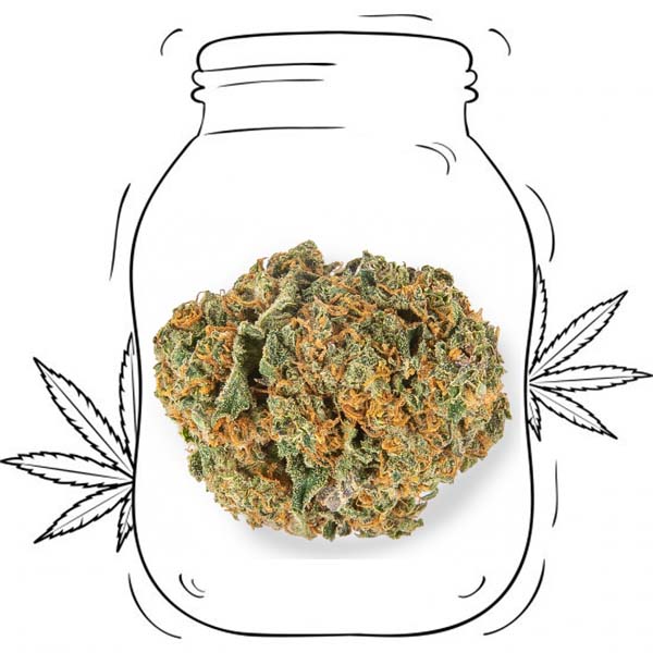 Strawberry cbd legal weed Fragola Cannabis light CBD