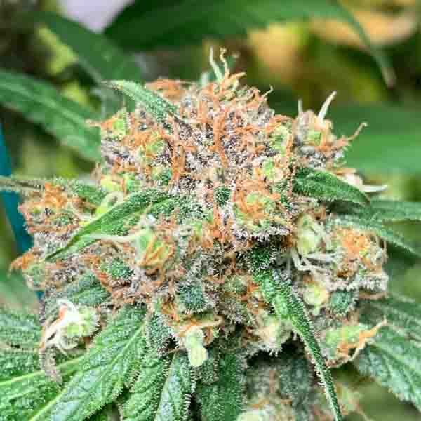 cannabis legal weed low cost strawberry