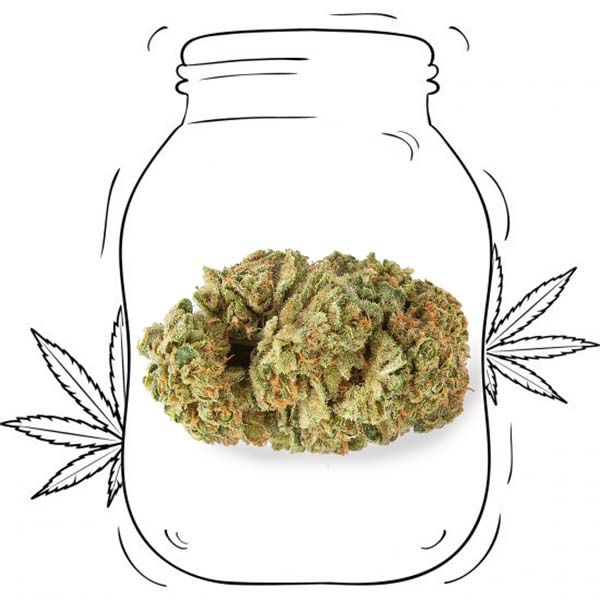 legal weed Gelato CBD cannabis light