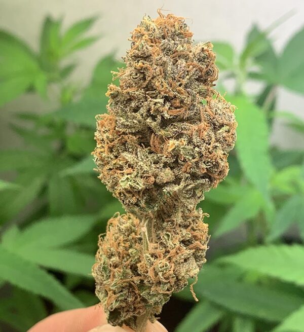 Zitrone CBD - Indoor – Bild 2