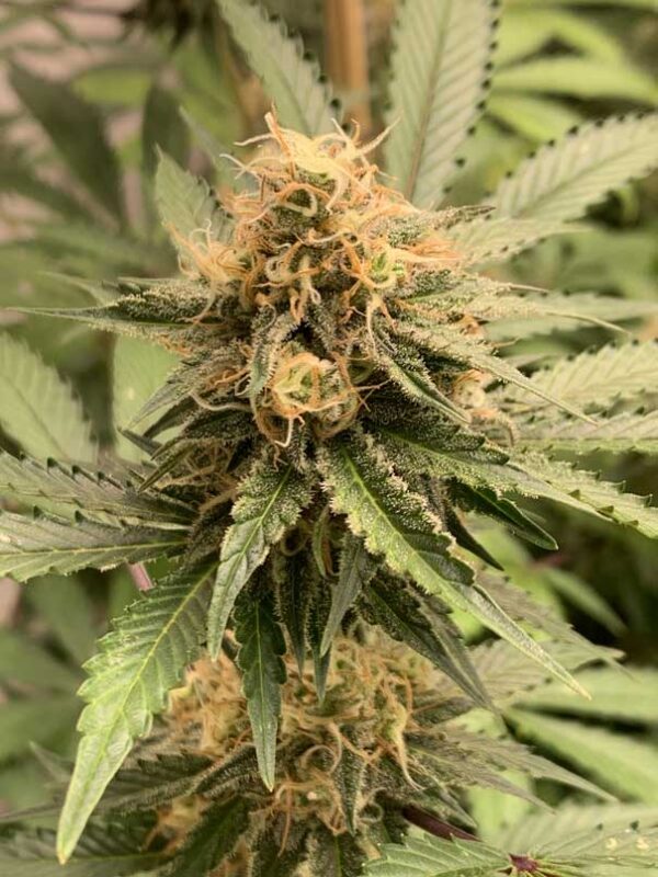 Zitrone CBD - Indoor – Bild 5