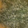 So Good CBD - Indoor – Bild 3