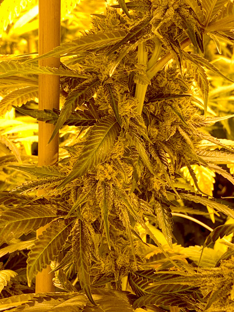 Tutti Frutti CBD pianta in fioritura cannabis sativa legale