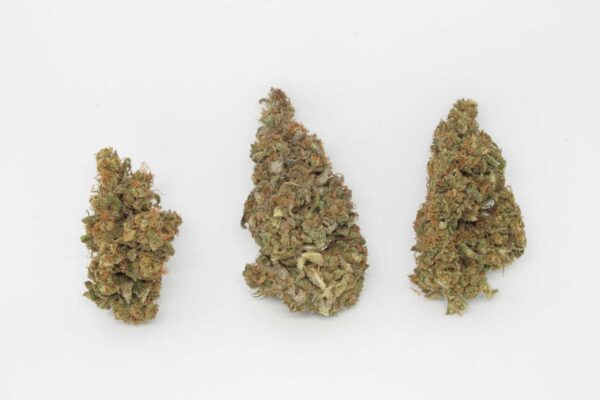 Harlequin CBD Indoor - immagine 3