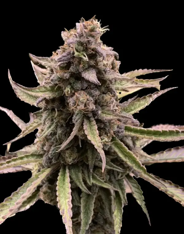 Harlequin CBD Indoor - immagine 2