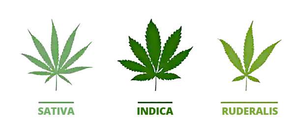 Cannabis foglie