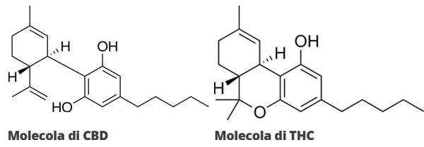 Molecole di CBD e THC