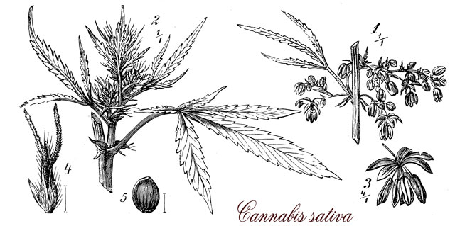 Difference Cannabis Indica Sativa