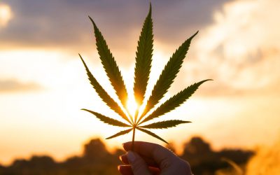 La differenza tra Cannabis Indica e Cannabis Sativa