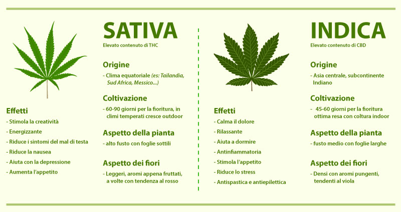 Differenze Sativa indica infografica