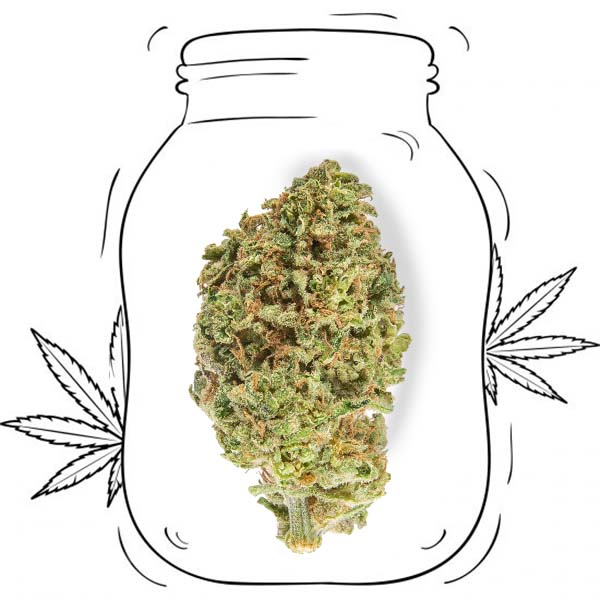 legal weed purple CBD cannabis