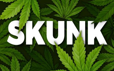 Skunk Cannabis: let’s learn more about this Super Strain!