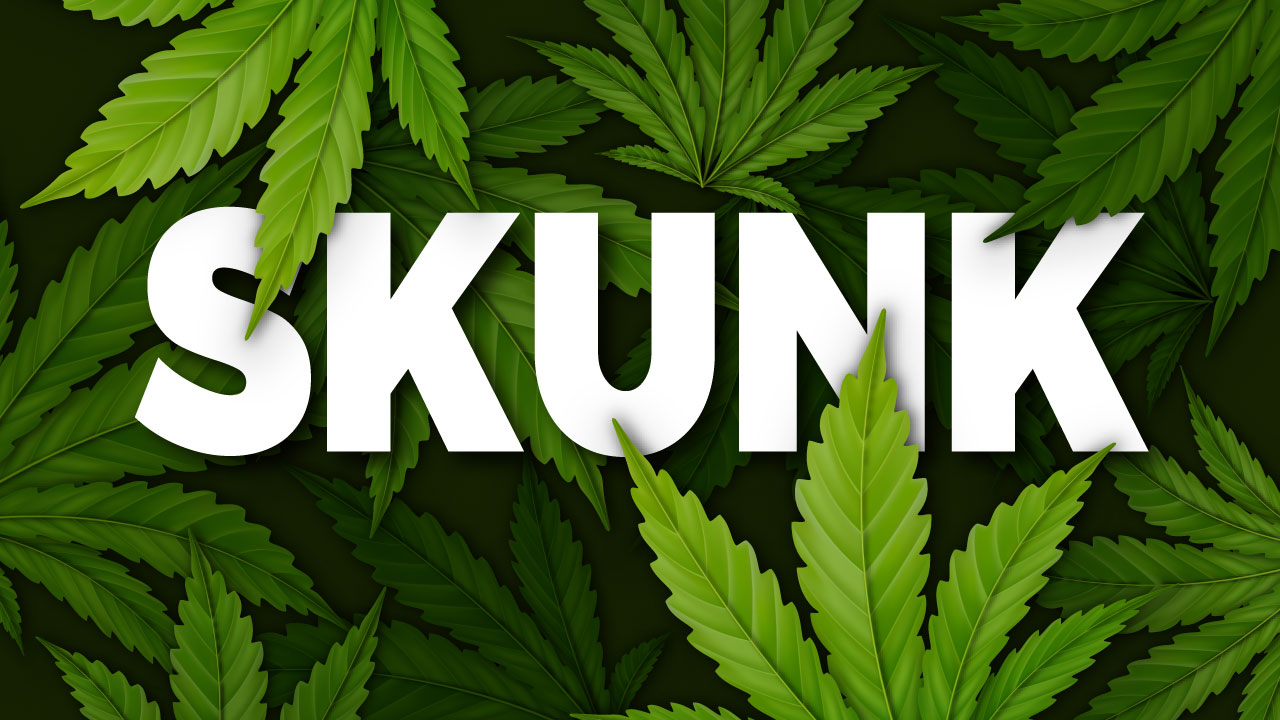 Cannabis Skunk CBD erba legale online shop