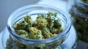 Legale Stinktier-Cannabis-Blütenstände