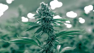 Legale Skunk-Cannabispflanze