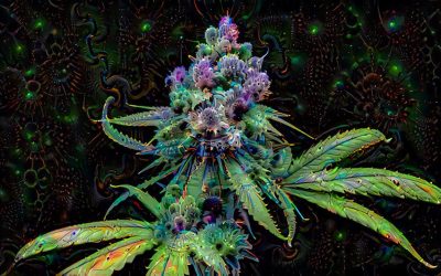 The active substances of Cannabis: let’s learn all about CBD,THC and CBG!