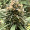 Skunk CBD Indoor – Bild 4