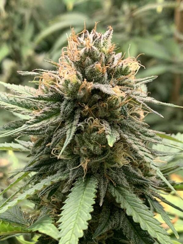 Skunk CBD Indoor – Image 4