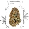 Skunk CBD Indoor