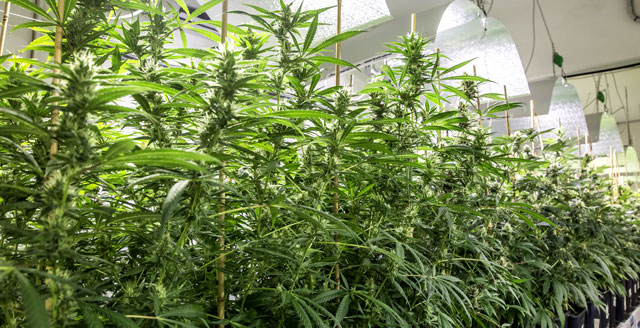 Marihuana legal online cannabis light indoor