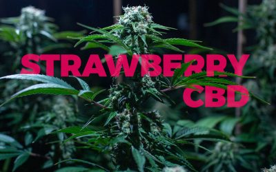 Strawberry CBD; an awesome strain of light Cannabis