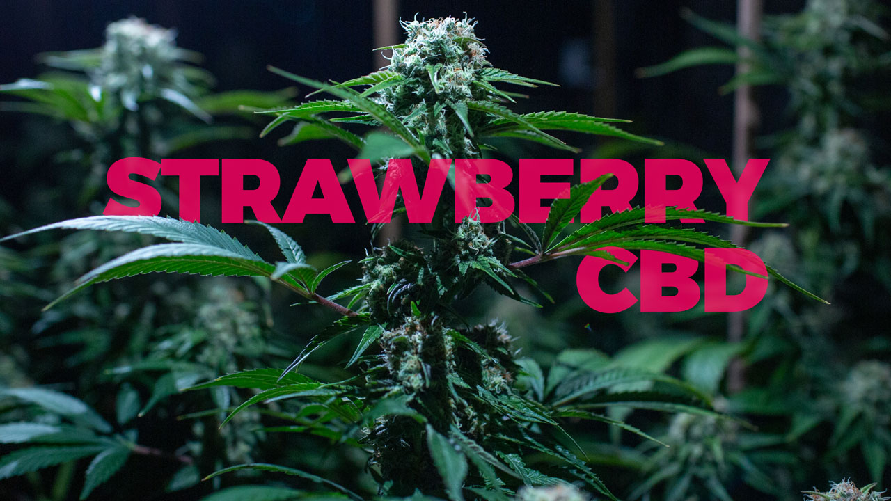 Strawberry CBD Fragola cannabis light legal weed