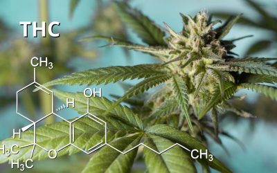THC: the legal amount has now been risen to 0.3%