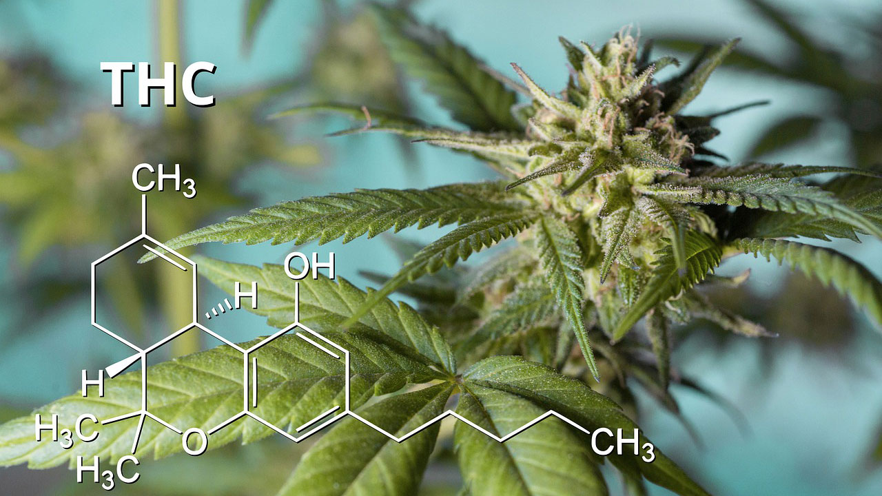 increase THC light cannabis