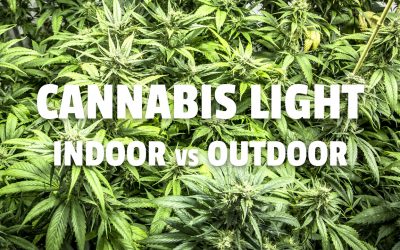 Canapa legale indoor vs outdoor. Qual è la migliore?
