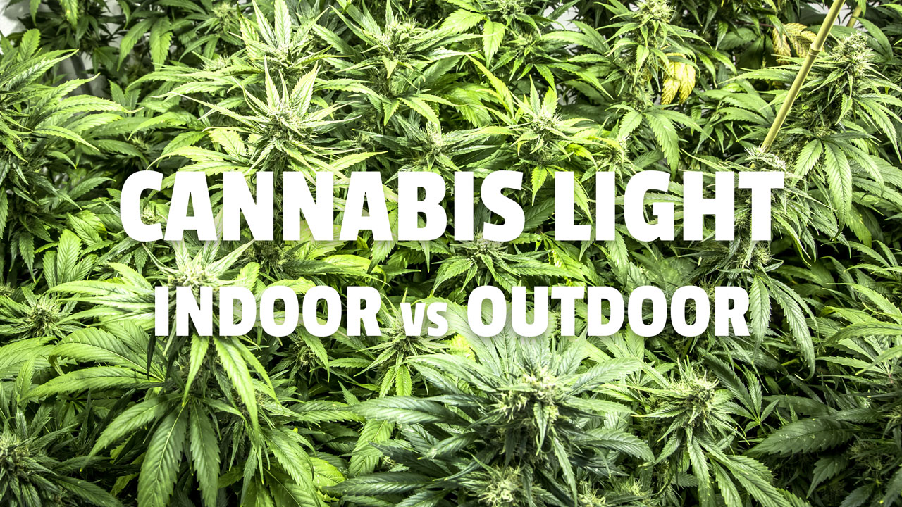 Cannabis legale indoor vs outdoor