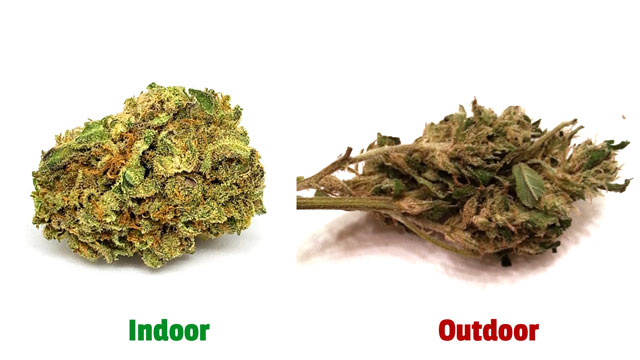 difference of color between light indoor cannabis buds vs outdoor