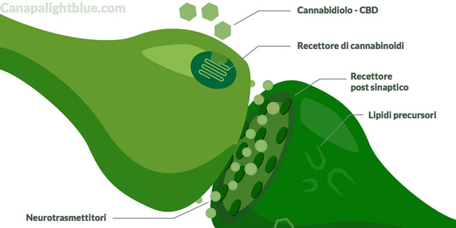 percorso sinaptico sistema endocannabinoide CBD