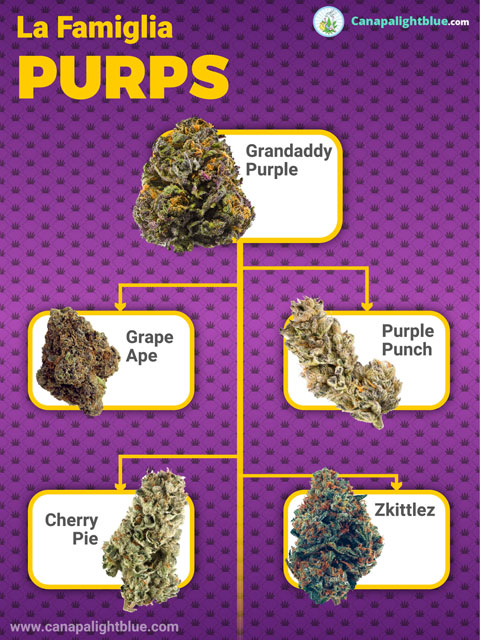 Famille de variétés de cannabis légales Purple