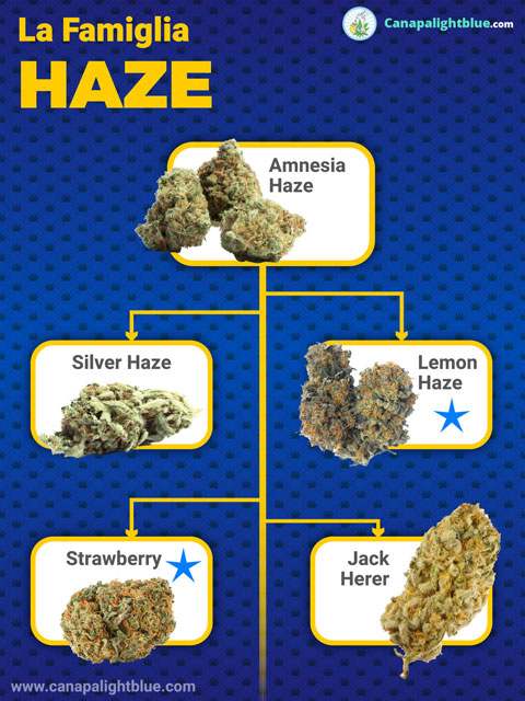 Variedad familiar de cannabis legal Haze