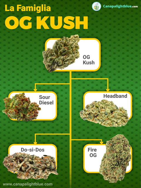 Cannabis Legal Variedad Familiar OG Kush