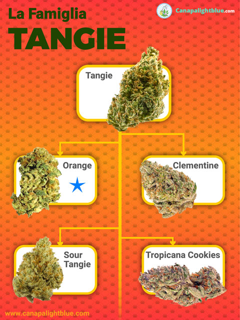 Legale Cannabis Tangie Family Varietät