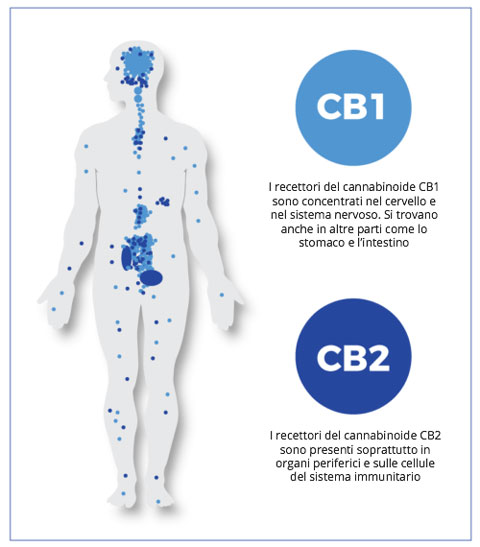 Lage von Cannabinoid-Rezeptoren im menschlichen Körper