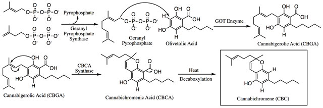 CBC-Biosynthese: Quelle Wikipedia