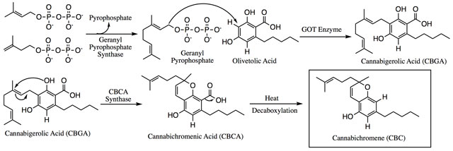 Biosynthèse du CBC : source Wikipédia