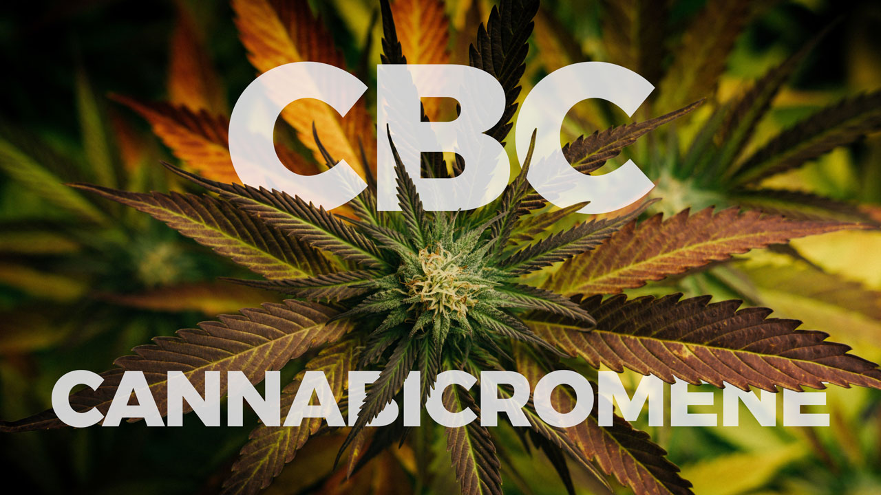 Cannabichromene cannabinoid CBC
