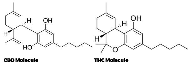 CBD and THC molecules