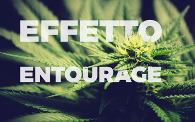 Effetto entourage della cannabis: funziona davvero?