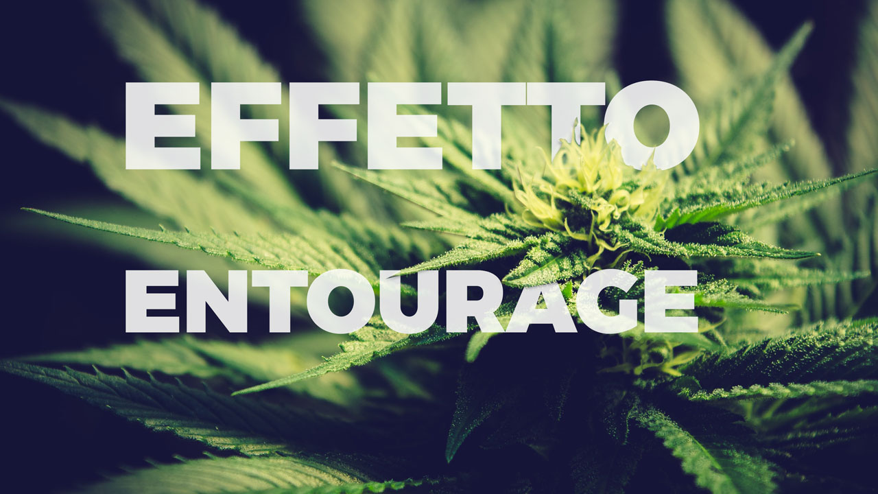 Effetto entourage cannabis