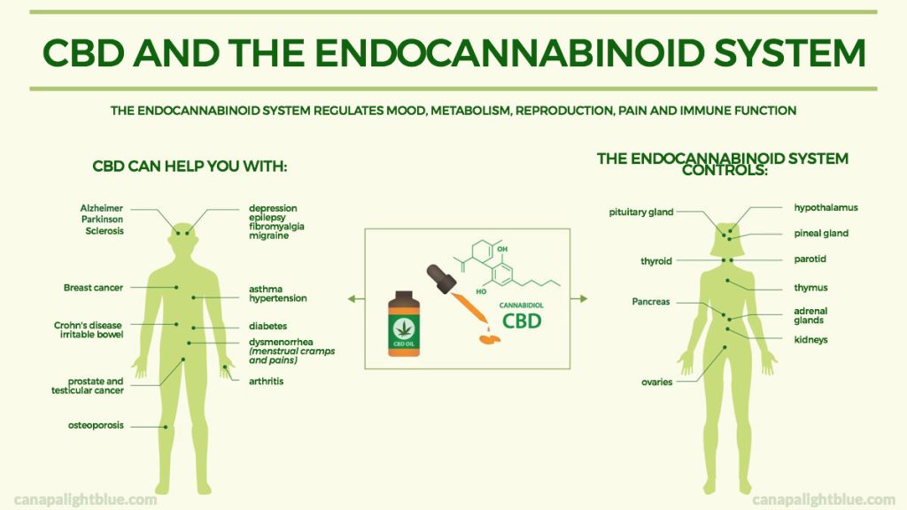 endocannabinoid system cbd