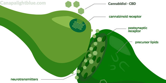 synaptic pathways endocannabinoid system CBD