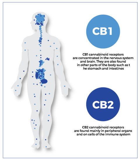 position of the receptors for cannabinoids in the human body